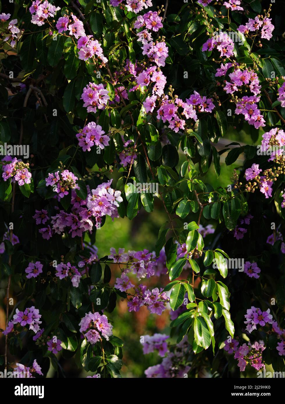 The magenta flowers with green leaves of the Pride of India tree Stock Photo