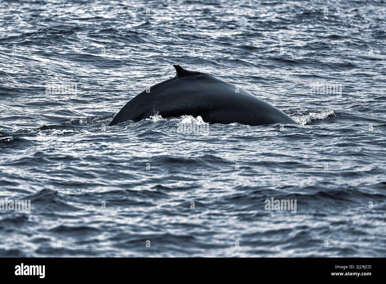 Humpback whale (Megaptera novaeangliae) foraging, dorsal fin, whale watching, Skjalfandi Bay, Husavik, Husavik, North Iceland, Iceland Stock Photo