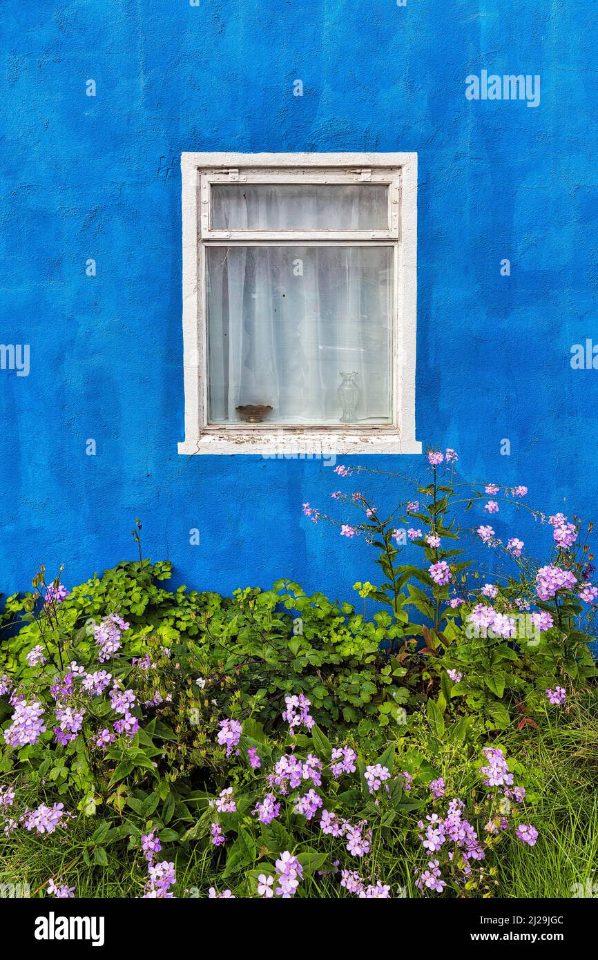 White window with curtain in a blue wall, empty house, exterior shot, pink summer flowers in the front garden, Sauoarkrokur, Saudarkrokur Stock Photo