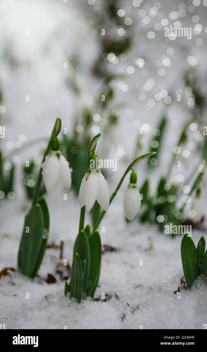 White and snowdrop flower, in snow, early spring, selective focus Stock Photo