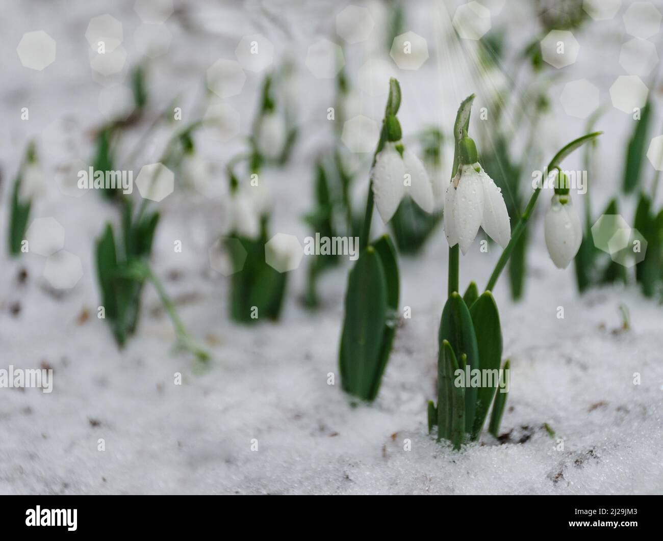White and snowdrop flower, in snow, early spring, selective focus Stock Photo