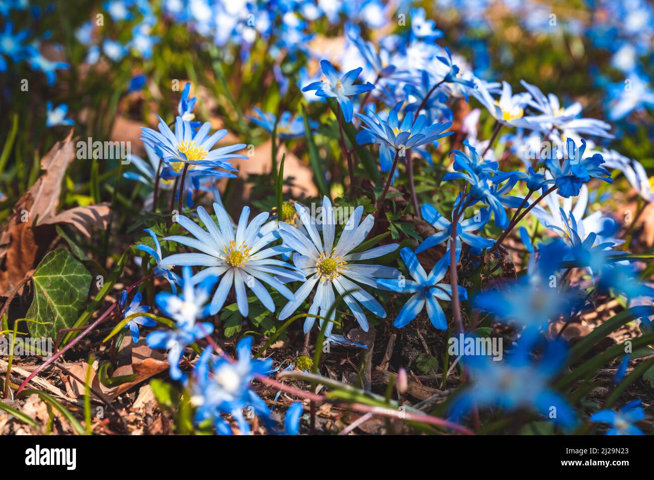 A field of small blue anemone (Anemone apennina) in spring, Hanover, Lower Saxony, Germany Stock Photo
