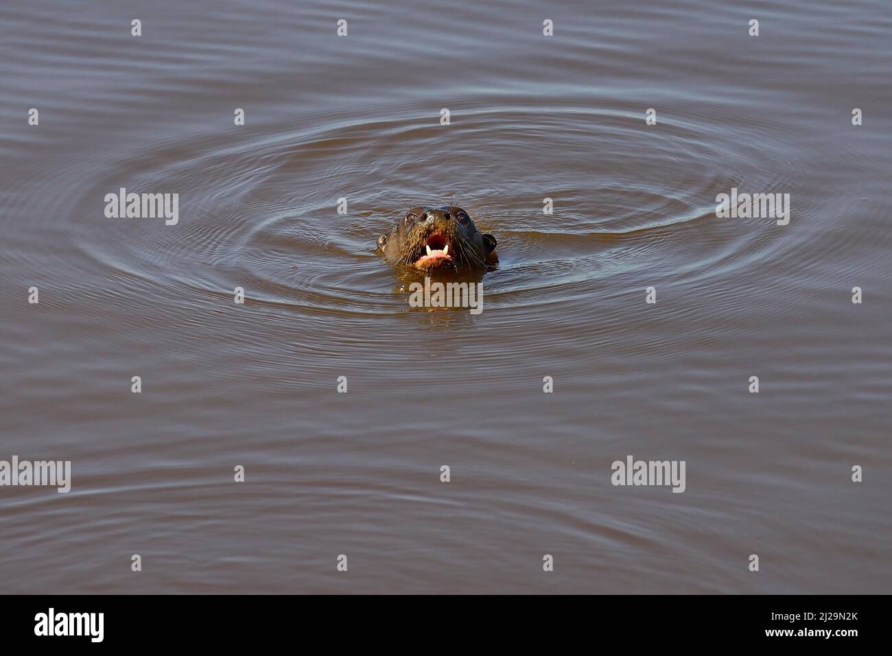 Giant otter (Pteronura brasiliensis) swimming with open mouth in murky water, Pantanal, Mato Grosso, Brazil Stock Photo