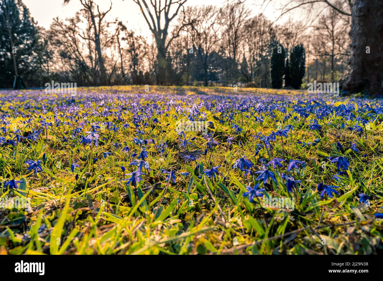 Many squills (Scilla) on the meadow in spring, Hanover, Lower Saxony, Germany Stock Photo