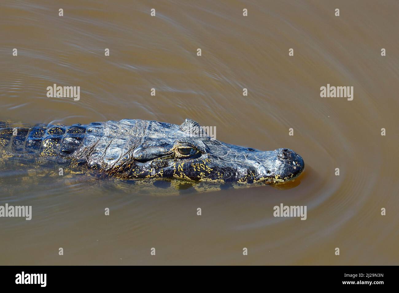 Yacare caiman (Caiman yacare) swimming in murky water, portrait, Pantanal, Mato Grosso, Brazil Stock Photo