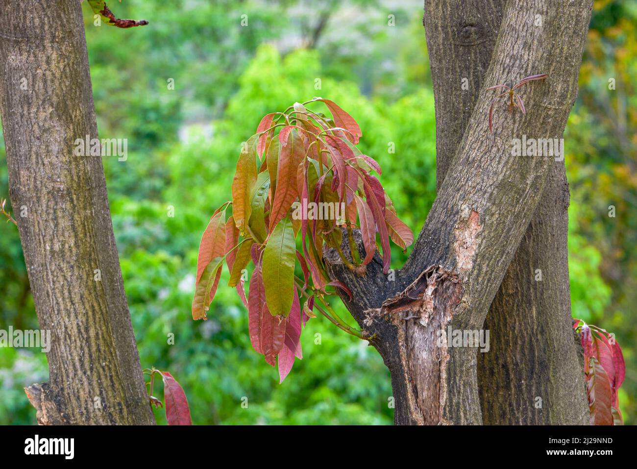 Plant vigorous young trees hires stock photography and images Alamy