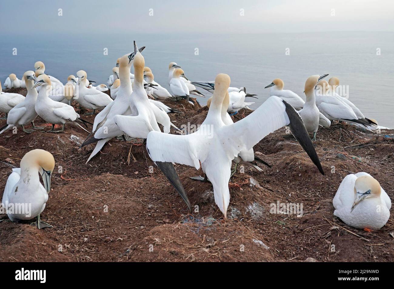 northern-gannet-sula-bassana-breeding-colony-helgoland-island