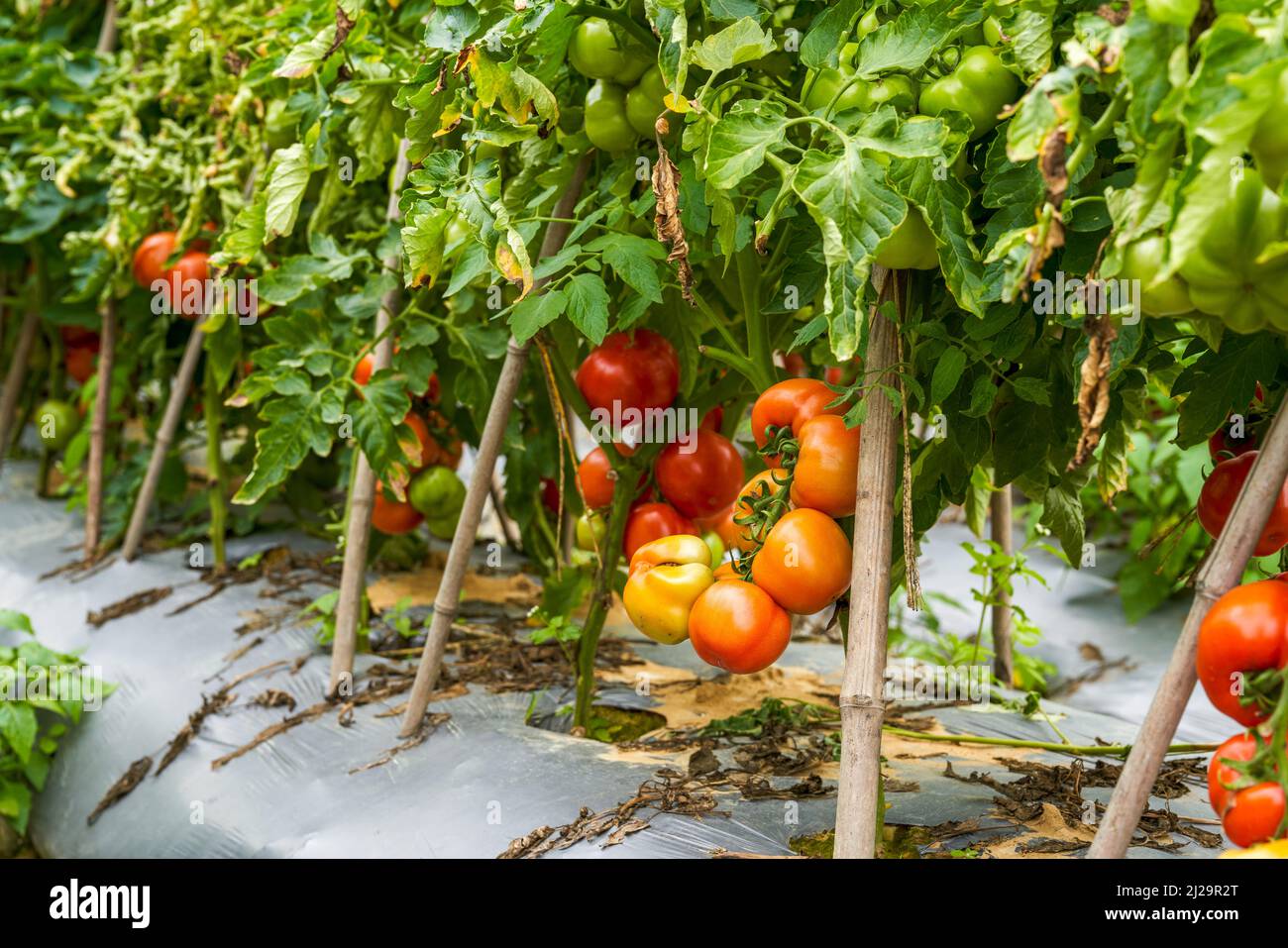 Close-up of fresh tomatoes grown in a rural field Stock Photo - Alamy