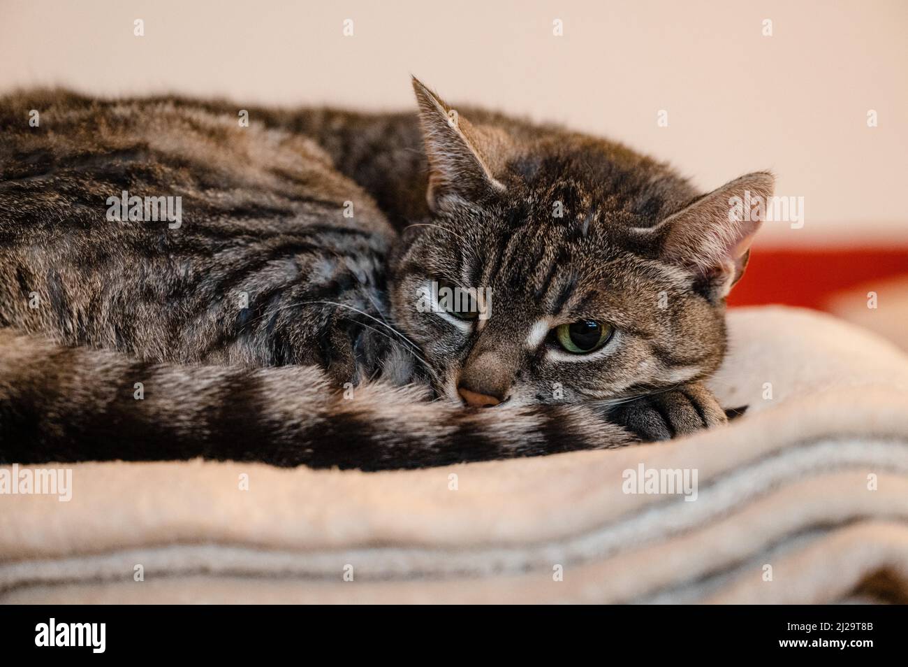 Grey cat (European shorthair) with black stripes in the fur and green