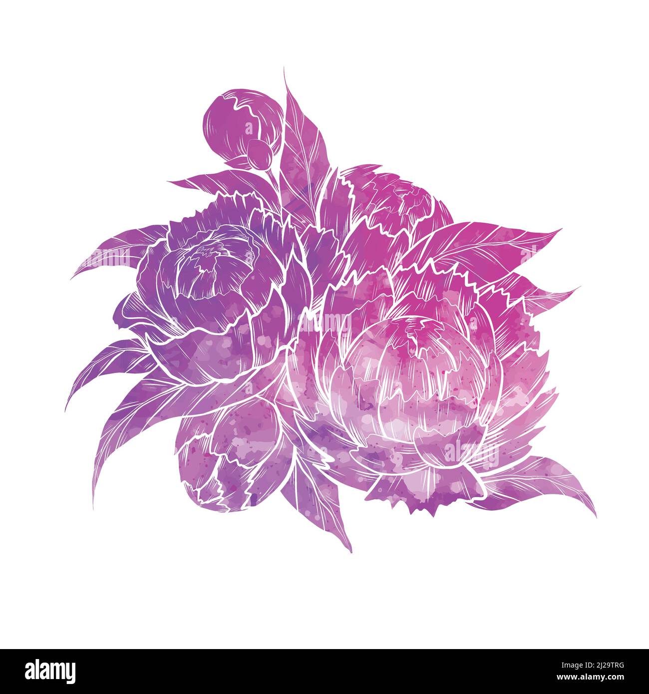 Vector illustration silhouette of peony flowers with foliage with pink ...
