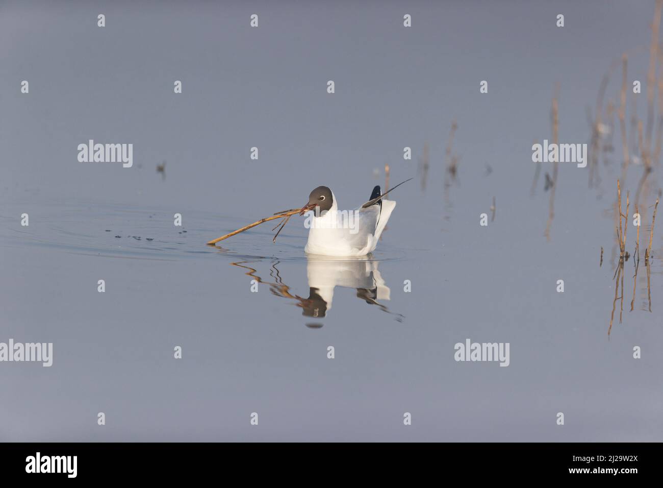 Black-headed gull Larus ridibundus, summer plumage adult swimming with nest material in beak, Suffolk, England, March Stock Photo