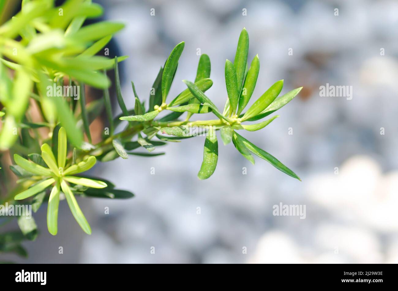 Podocarpus polystachyus, Sea Teak or Jati Laut or PODOCARPACEAE plant Stock Photo