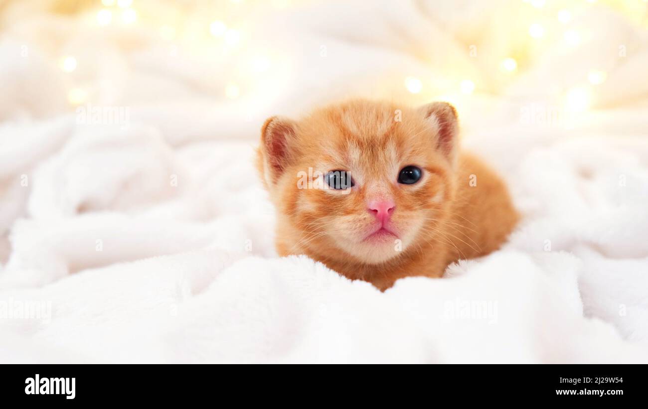 Một tấm ảnh chất lượng cao của mèo con mới sinh màu cam sẽ giúp phô diễn vẻ đẹp đầy sáng tạo của chúng trong những ngày đầu đời.