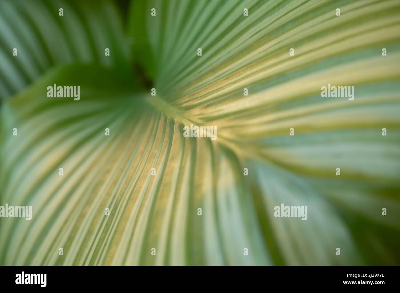 Lush green of a leaf of a tropical plant Stock Photo - Alamy
