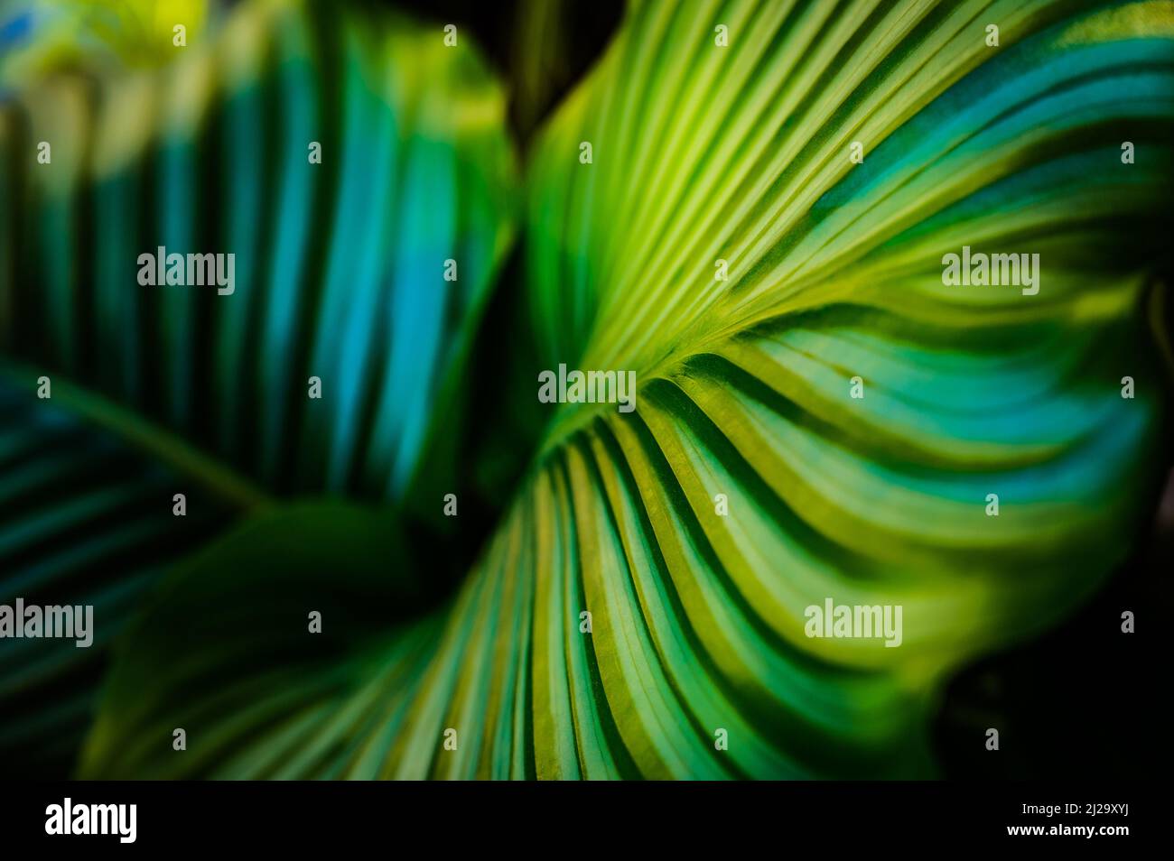 Lush green of a leaf of a tropical plant Stock Photo - Alamy