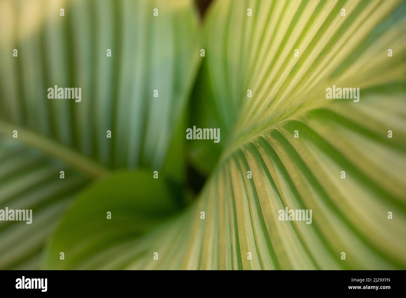 Lush green of a leaf of a tropical plant Stock Photo - Alamy