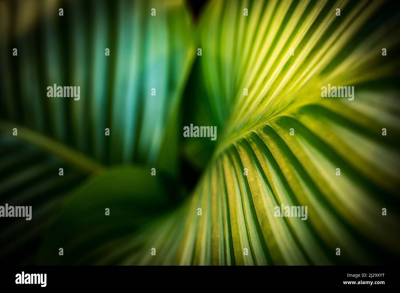 Lush green of a leaf of a tropical plant Stock Photo - Alamy