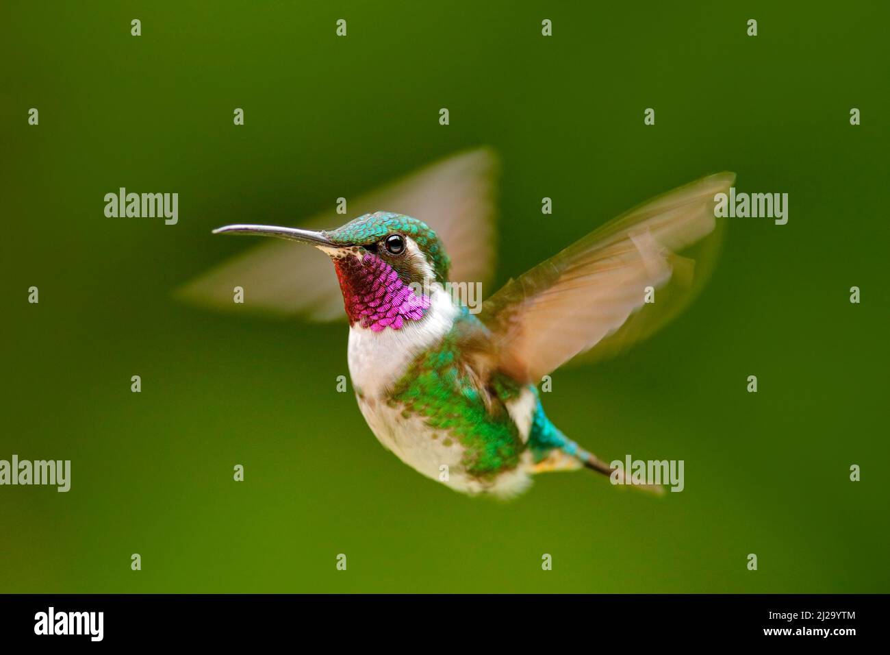 Fly detail, moving wings. White-bellied Woodstar, hummingbird with clear green background. Bird from Tandayapa, Ecuador. Flying hummingbird in tropica Stock Photo