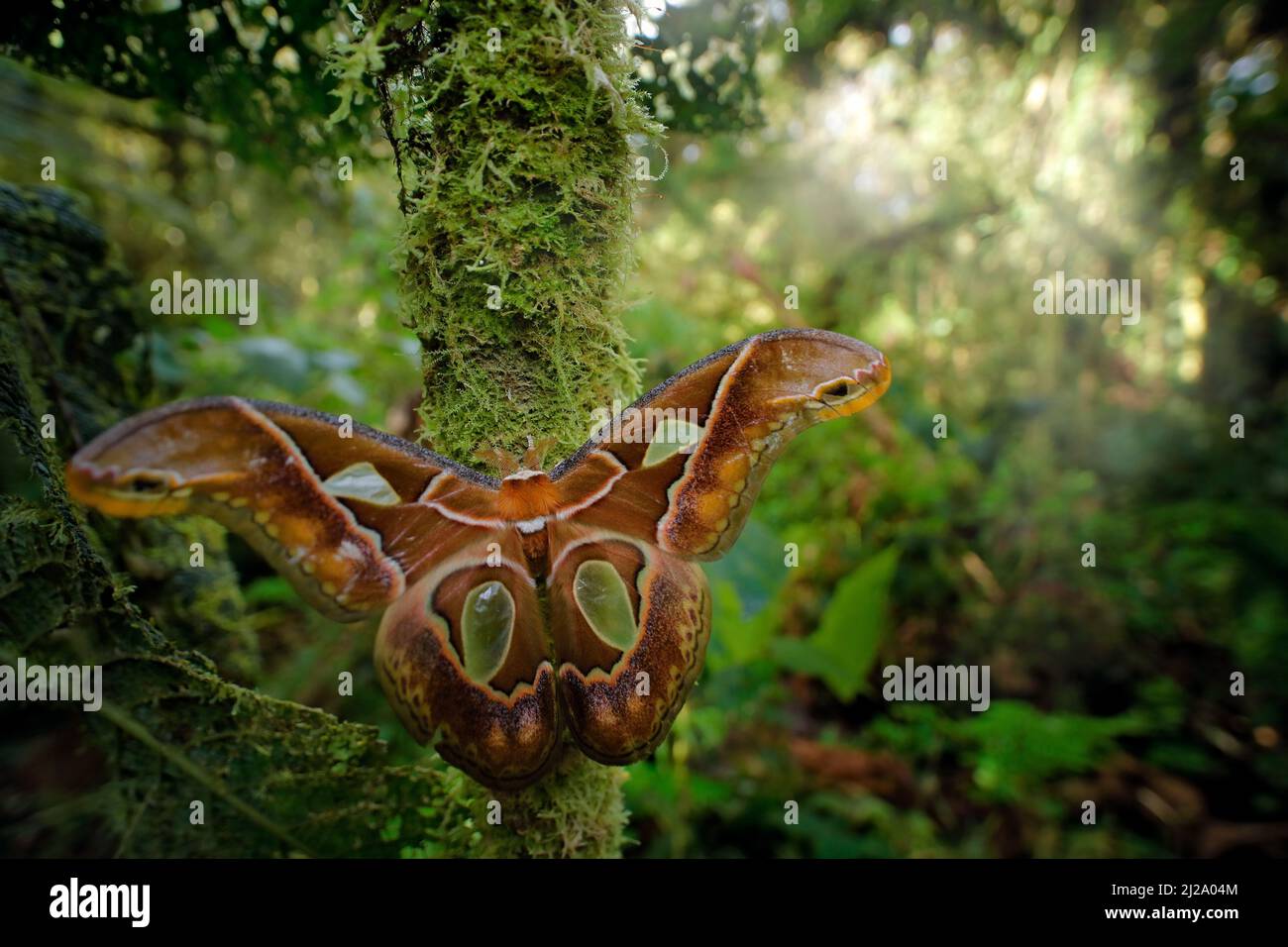 Rothschildia moth hi-res stock photography and images - Alamy