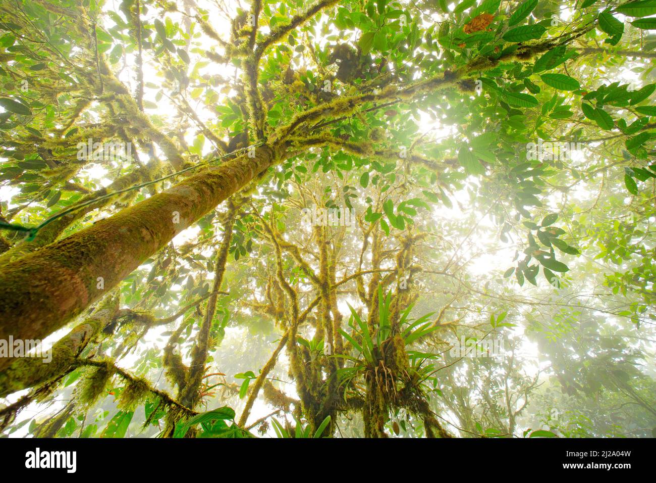 Jungle trees, top of the tree. Green vegetation in Ecuador. Forerst