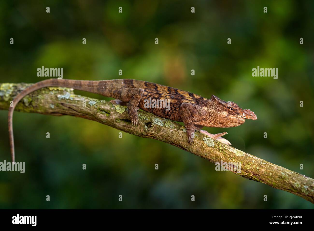Taita blade-horned chameleon and Böhme's two-horned chameleon, Kinyongia boehmeit. Exotic beautiful endemic green reptile with long tail from Keyna. W Stock Photo