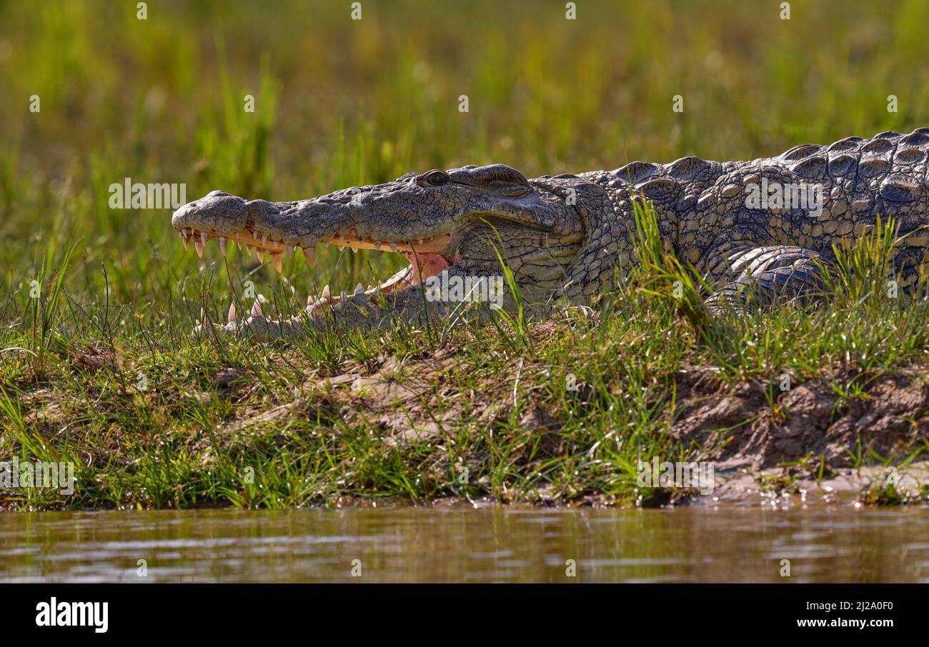 Crocodile with beautiful evening light. Nile crocodile, Crocodylus ...