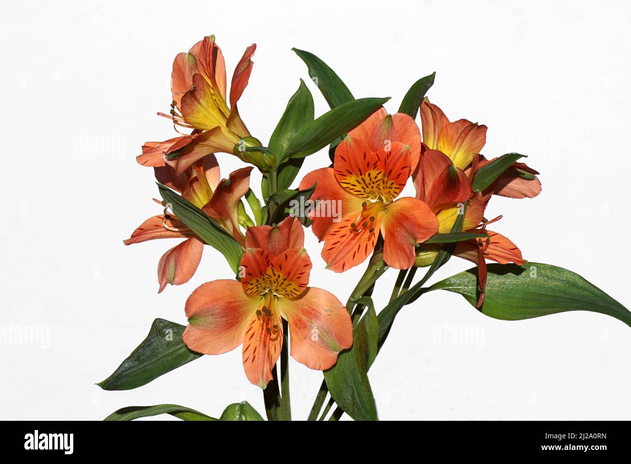 Close up of orange yellow flowers of Peruvian lily, lily of the Incas (Alstroemeria). Isolated on a white background. Netherlands. Stock Photo
