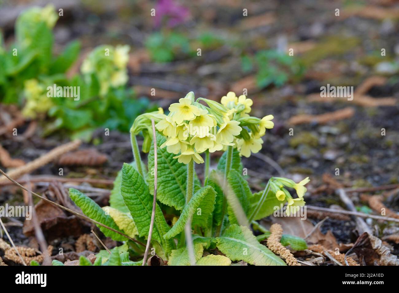 Primrose flowers Primula vulgaris. Spring primroses yellow flowers