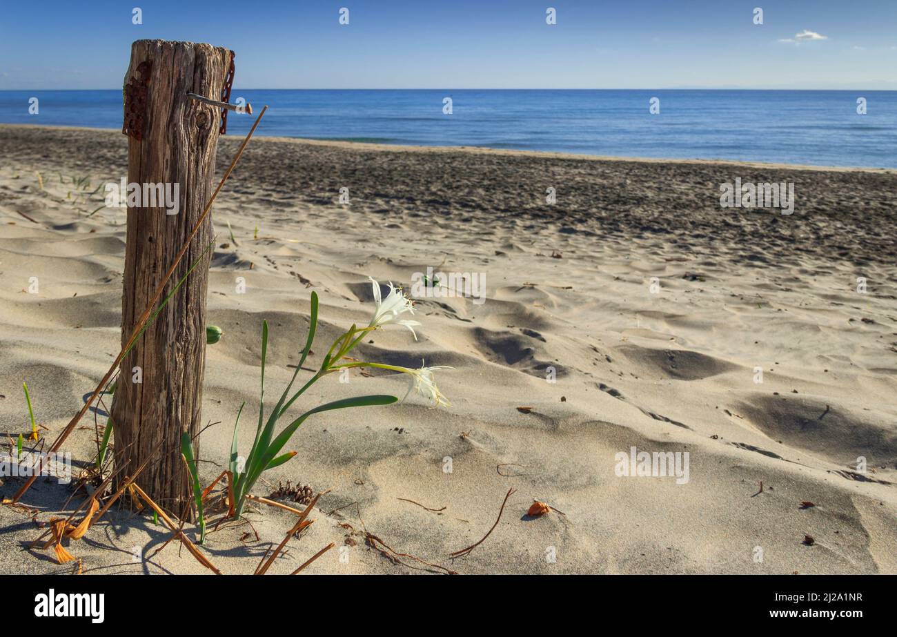 The force of nature: lonely flower on the sandy beach next to a nailed wooden pole. Summer wildflowers. Alimini beach: Pancratium Maritimum. Stock Photo