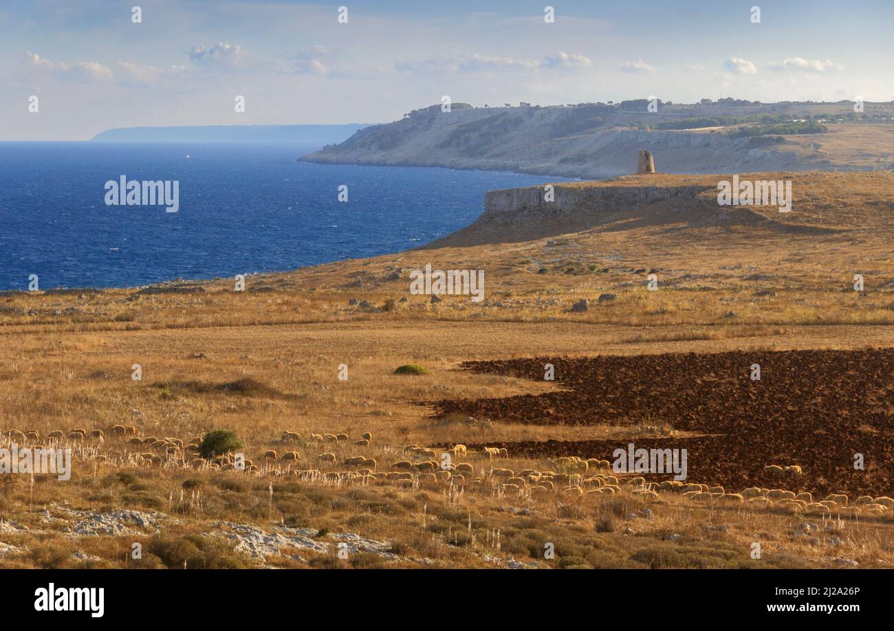 The most beautiful coasts of Italy: Salento seascape (Apulia). In the background Sant 'Emiliano tower and flock of sheep. Stock Photo
