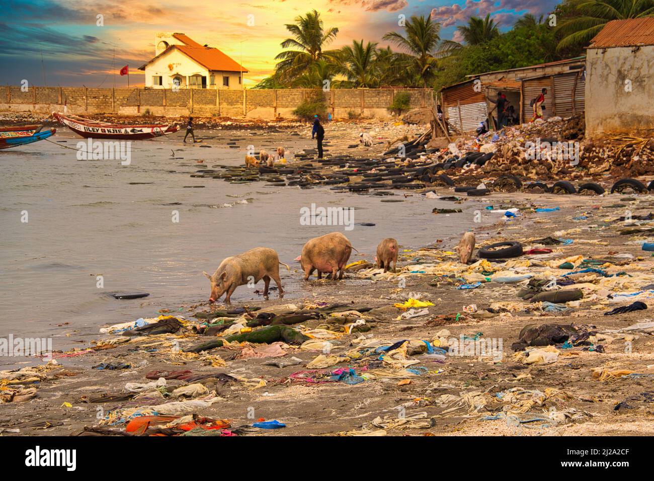 WARANG, MBOUR, SENEGAL - Circa JANUARY 20222. Beach sand of atlantic ocean with so many garbage plastic pollution in Senegal Africa. Pigs eating plast Stock Photo