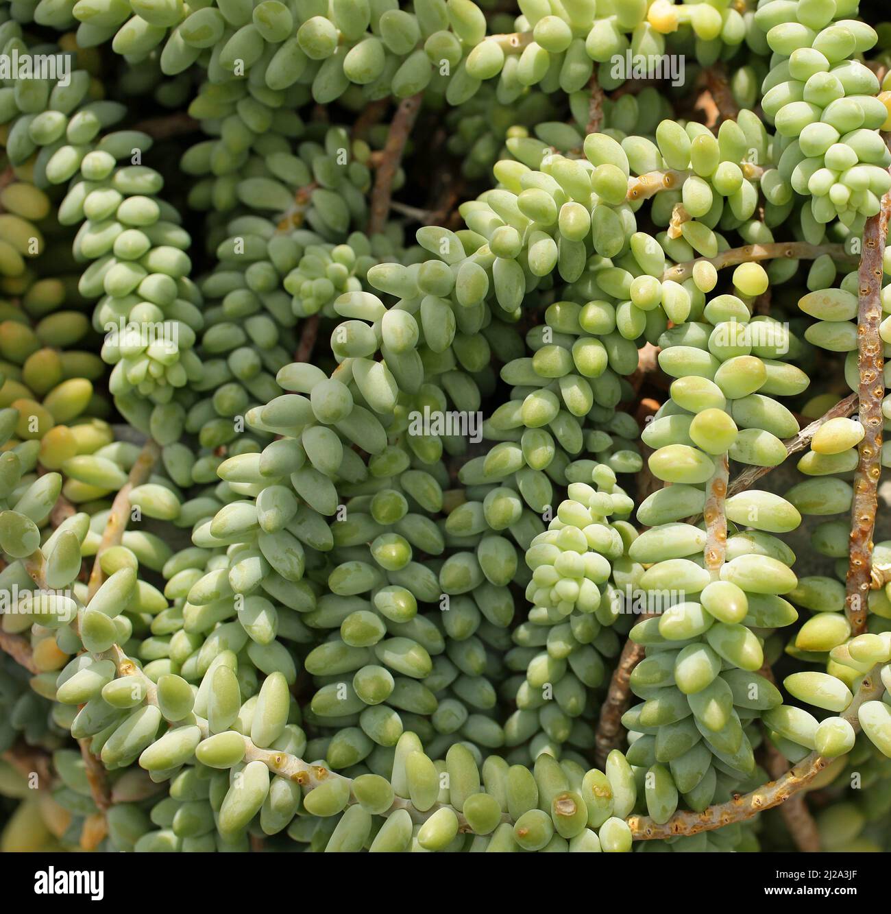 Sedum morganianum,Donkey tail or Burro's tail.Species of flowering plant in the family Crassulaceae.Native to southern Mexico.Succulent perennial producing trailing stems.Fleshy blue-green leaves.Terminal pink to red flowers in summer. Stock Photo