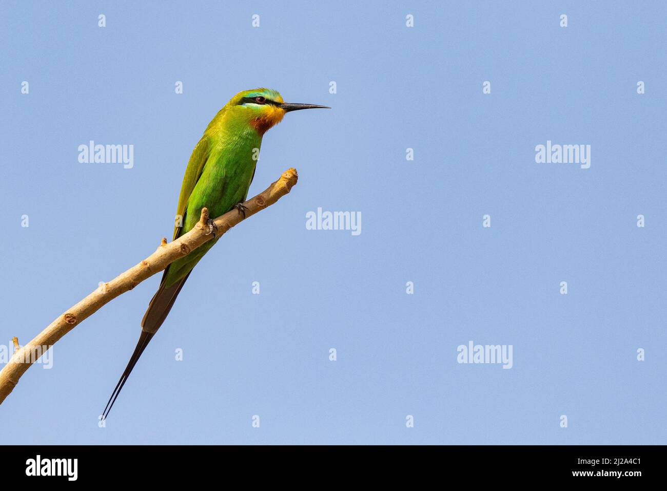 Blue cheeked Bee-eater (Meops persicus) Stock Photo