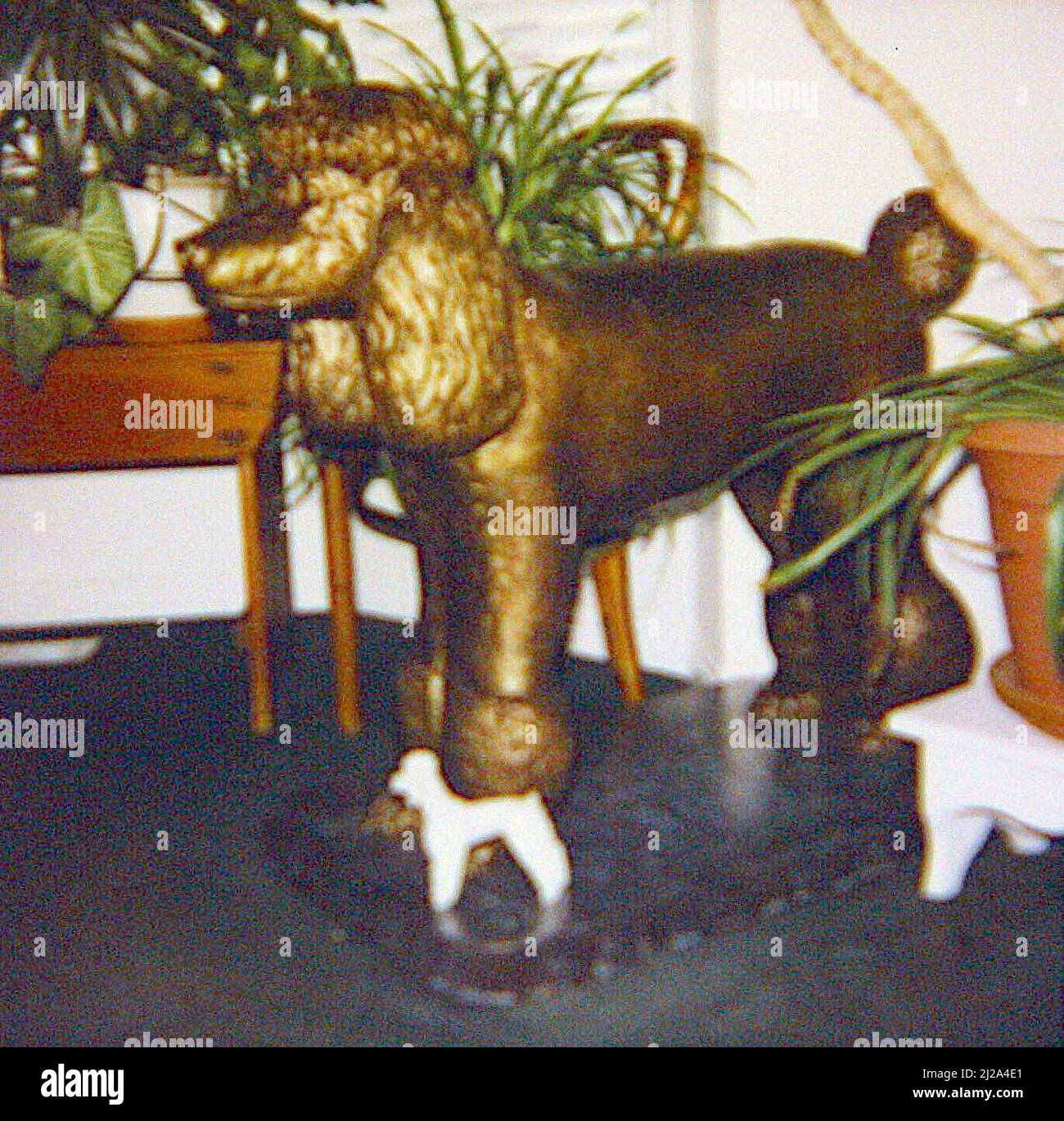 SU MENU 'S MUMMIFIED PET POODLE SU MENU 'S MUMMIFIED PET POODLE