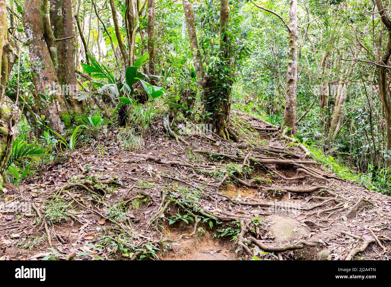 Morne Blanc nature hiking trail with narrow path through lush tropical forest covered with roots network, in Morne Seychelles National Park, Mahe. Stock Photo