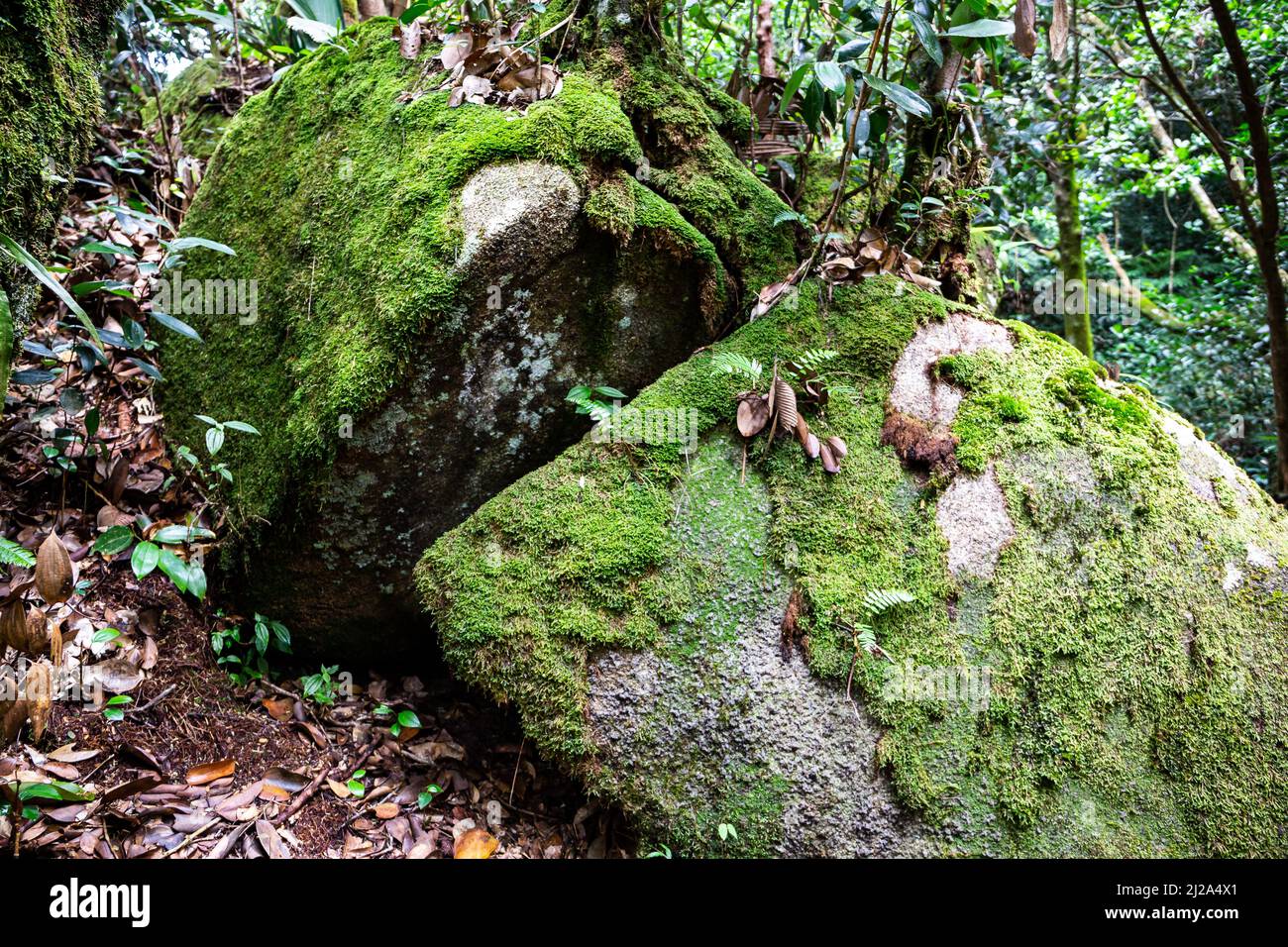 Stone overgrown with moss and lichen, covered with dry leaves in tropical rainforest in Morne Seychelles National Park on Mahe Island. Stock Photo
