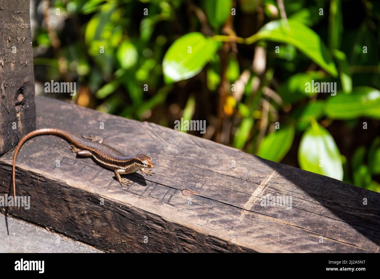 Seychelles skink lizard (Mabuya seychellensis, Trachylepis seychellensis) on a wooden platform, close-up view, Mahe, Seychelles. Stock Photo