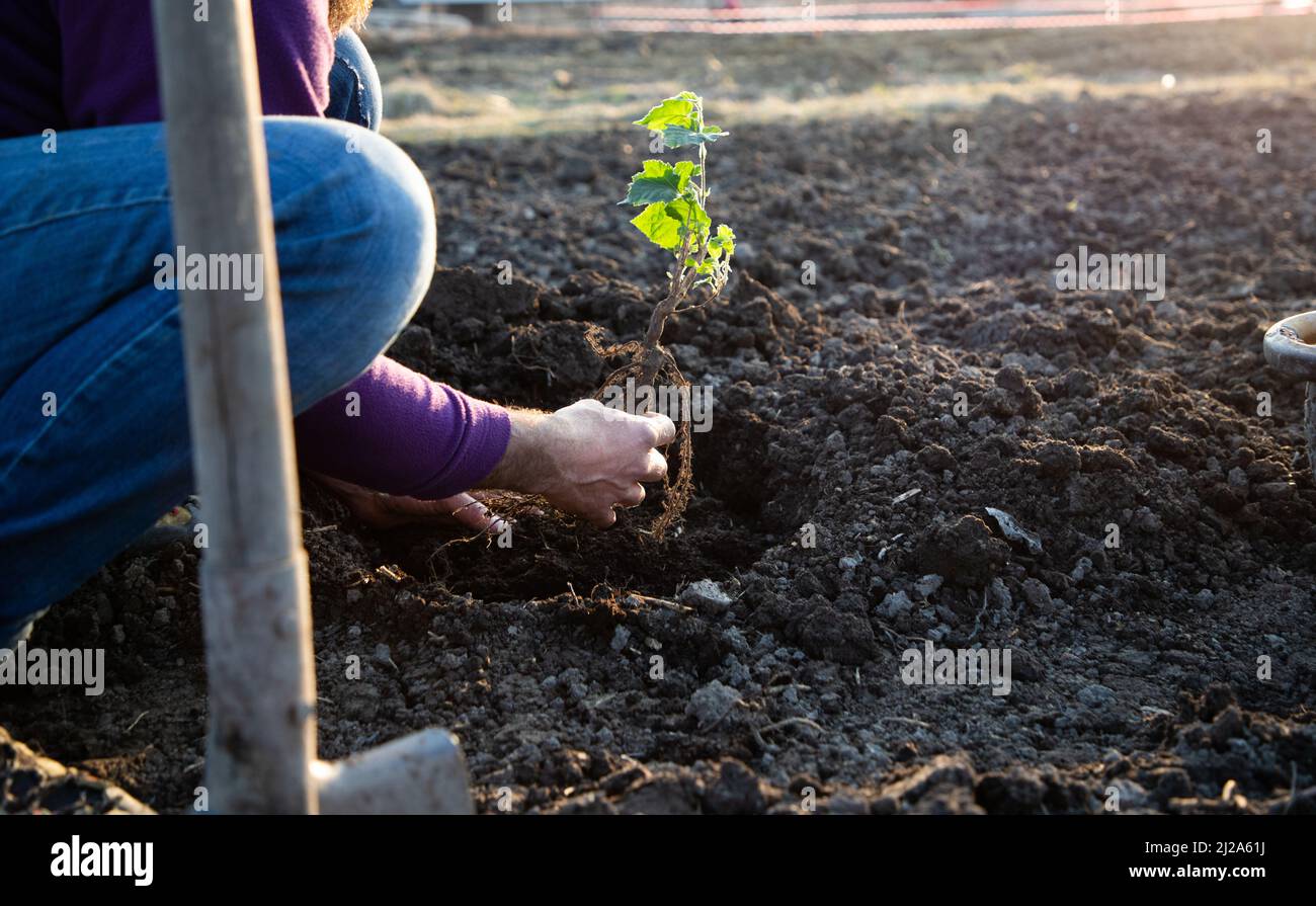 planting a tree in springtime new life concept Stock Photo Alamy