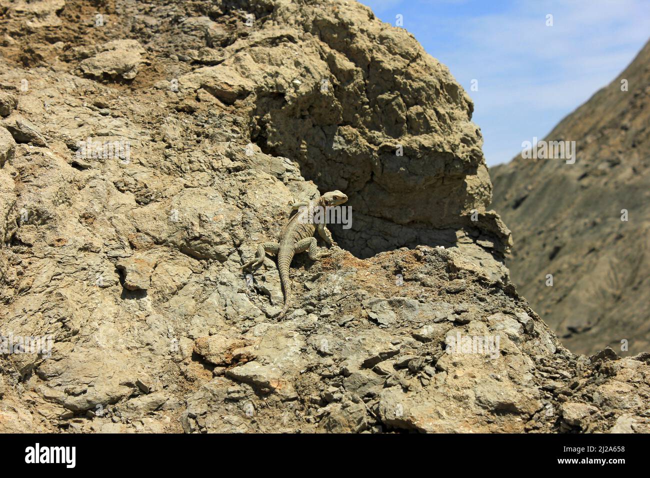 A lizard basking in the sun in the mountains of Gobustan. Azerbaijan. Stock Photo