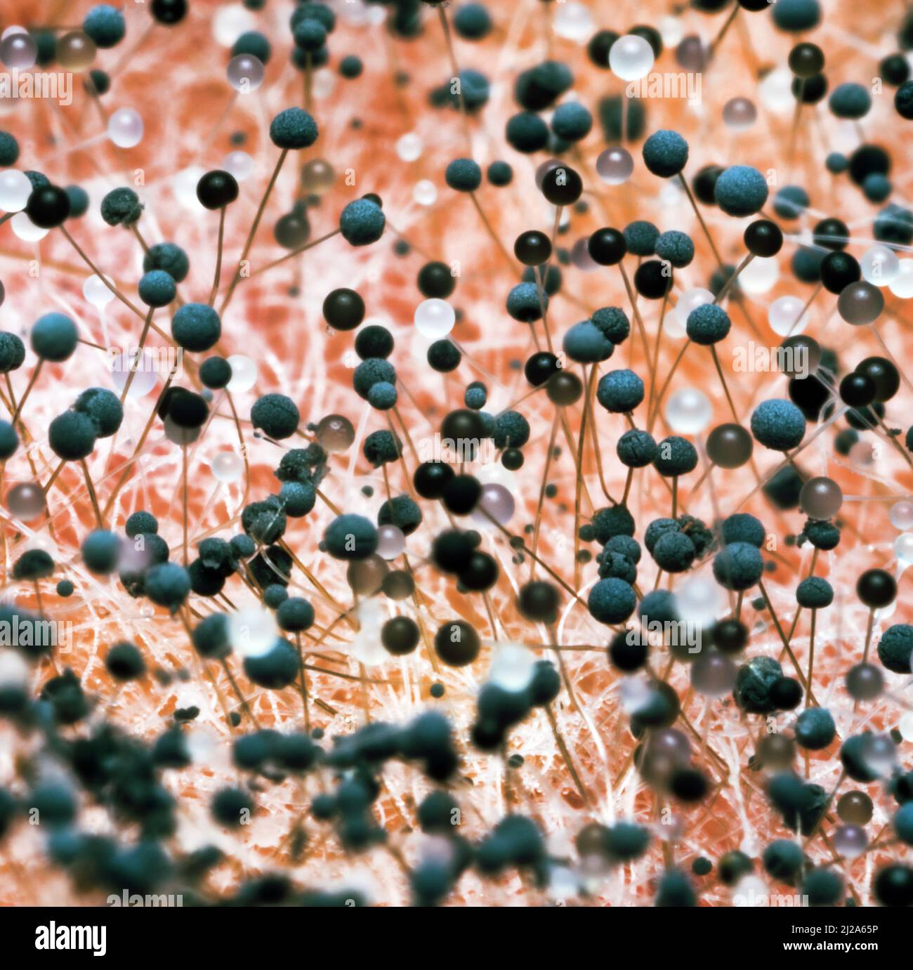 Ultra-macro mold fungi (Mucor mucedo). Black heads of sporangia and thin strands of mycelium (one branched cell) resemble alien life. It is used for p Stock Photo