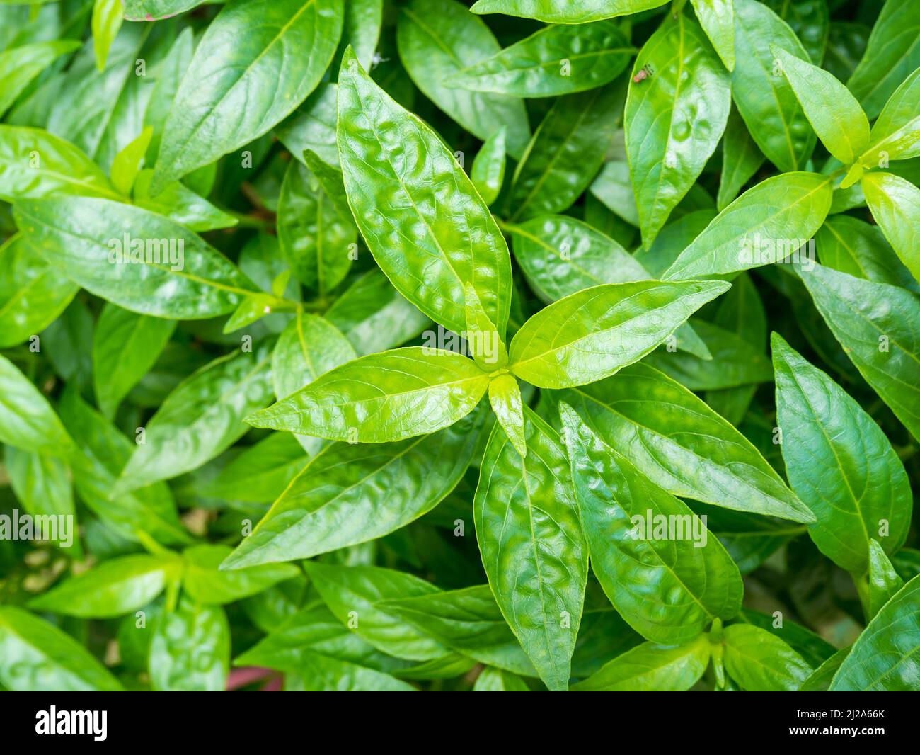 fresh herbal plant leaves Andrographis paniculata ( Burm.f. ) Wall ex Nees Stock Photo