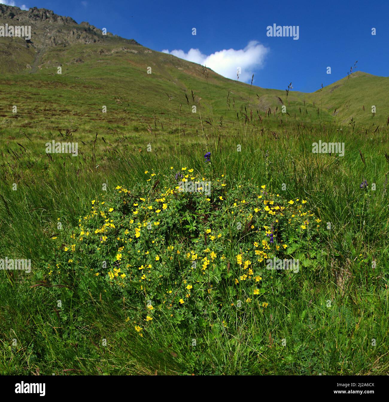 Bright curtain of flowers on background of green meadow. Podium on basis of Cinquefoil (Potentilla caucasica). Parcella meadow community of plants amo Stock Photo
