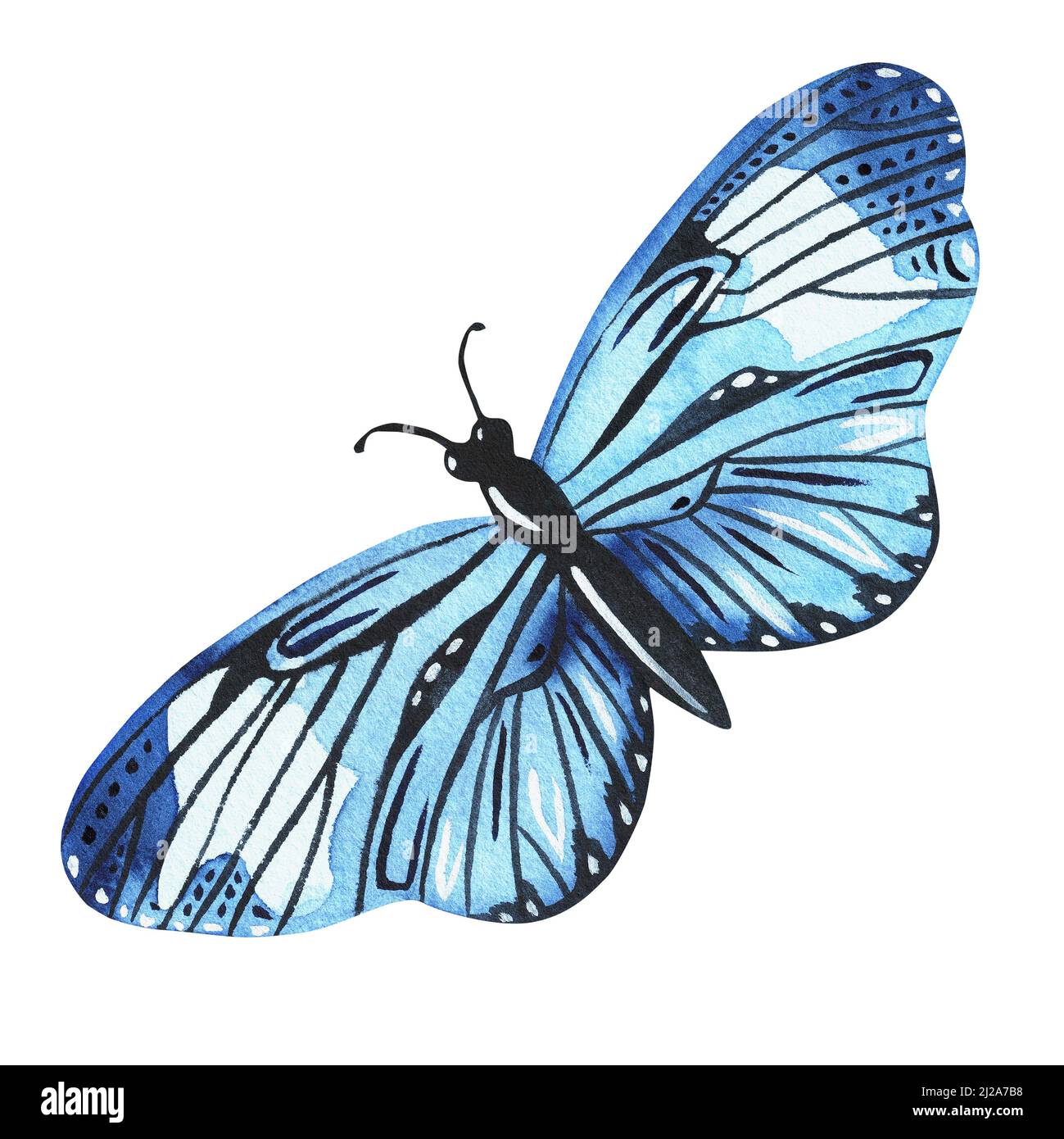 Butterfly. Watercolor botanical illustration included in the collection of wildflowers. Isolated image on a white background. For your design Stock Photo