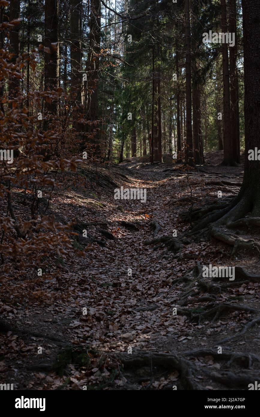 Path Through Young Spring Spruce forest under sun rays. Forest landscape. Stock Photo
