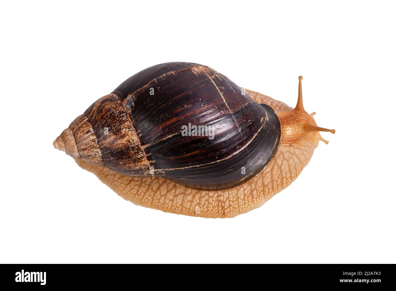 Big Snail Achatina Isolated On White Background View From Above High