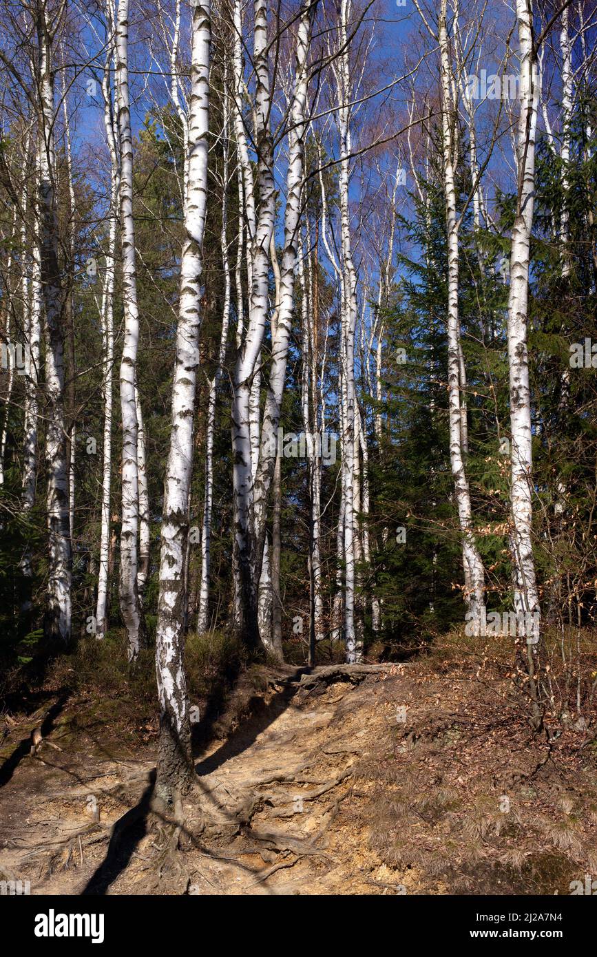 Path Through Young Spring Birch forest under sun rays. Forest landscape. Stock Photo