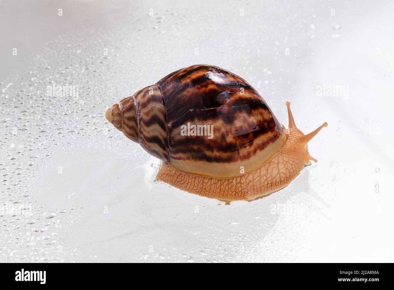 a large snail Achatina crawls on glass with water drops. High quality ...