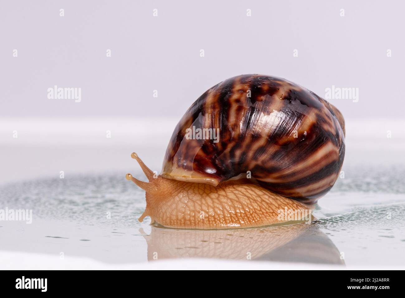 a large snail Achatina crawls on glass with water drops. High quality ...