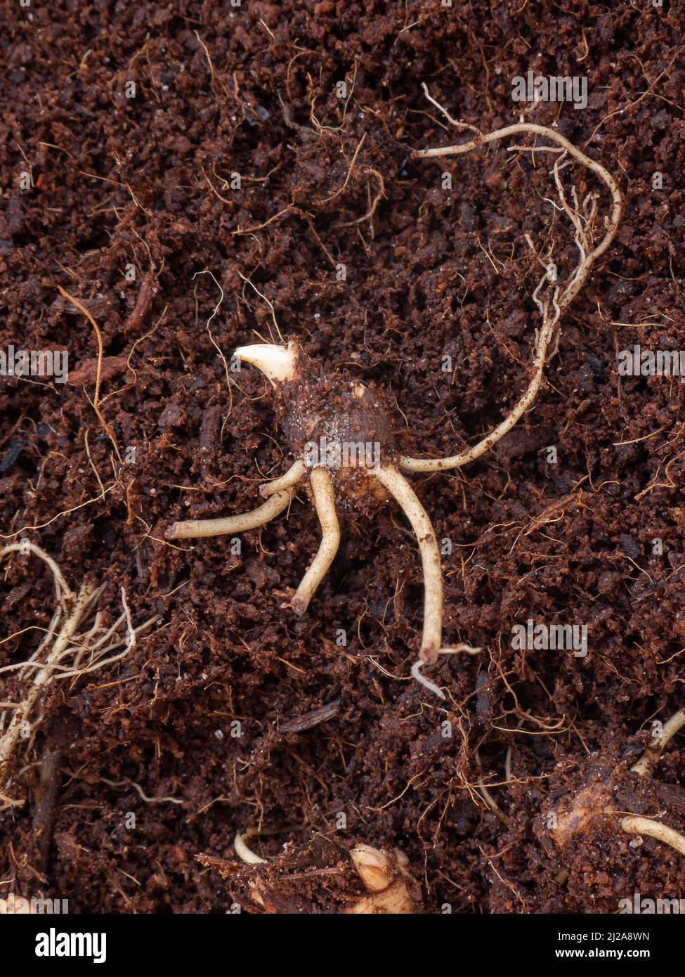 A close up of a Dodecathon media bulb showing the fresh new shoot and root growth ready for planting Stock Photo