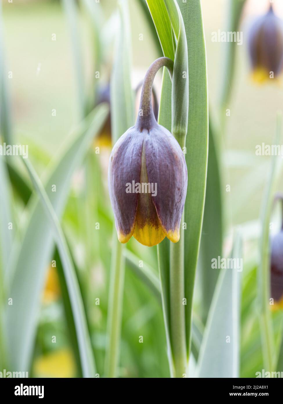 A close up of a single mahogany and yellow bell shaped flower of Fritillaria uva-vulpis Stock Photo
